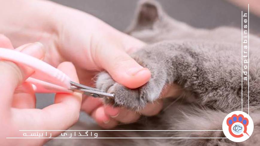 اهمیت کوتاهکردن منظم ناخنهای گربه