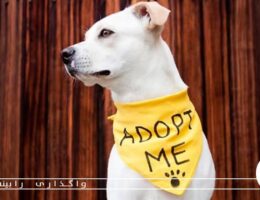 صفر تا صد واگذاری سگ رایگان