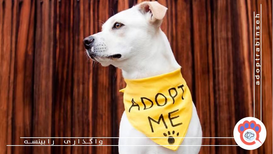 صفر تا صد واگذاری سگ رایگان