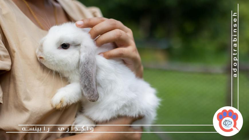 تغذیه صحیح خرگوش در خانه