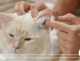 نحوه تمیز کردن گوش گربه و گرفتن ناخن ها