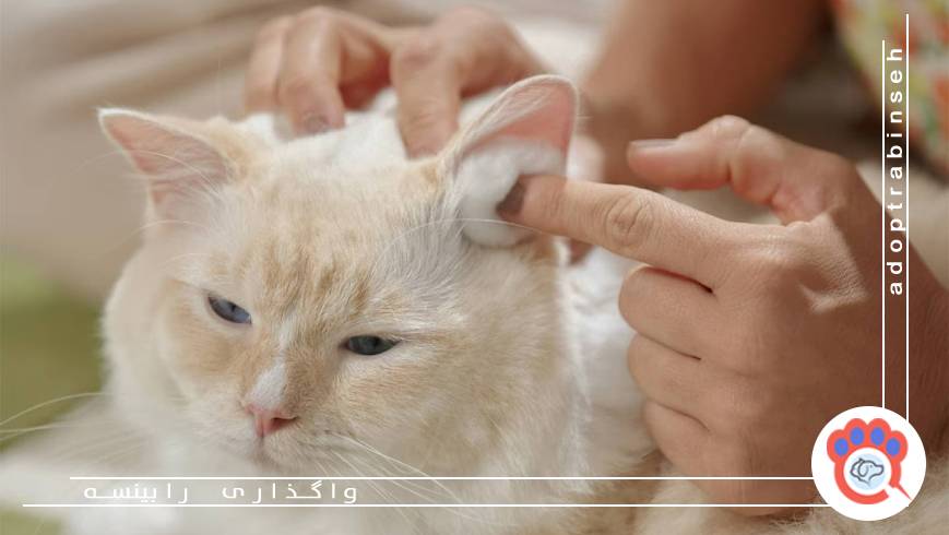 نحوه تمیز کردن گوش گربه و گرفتن ناخن ها