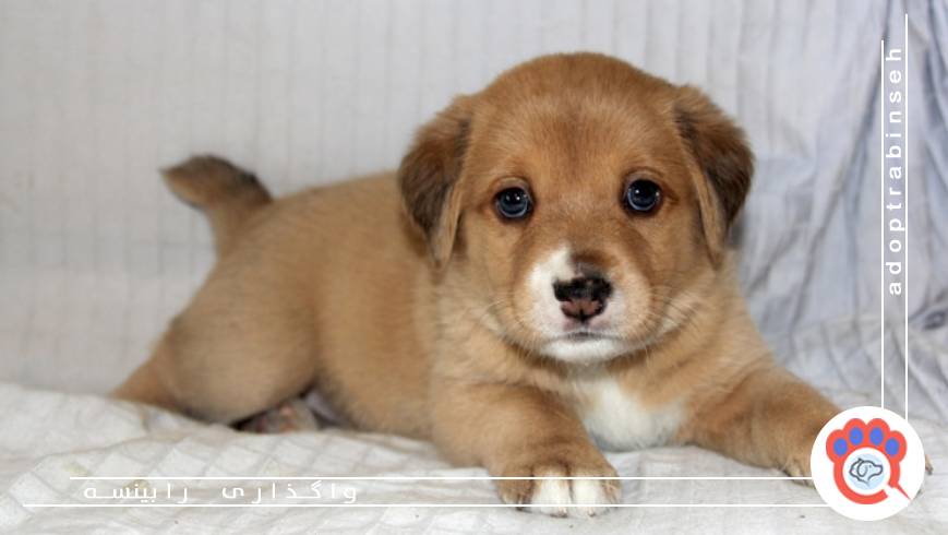 مراقبت‌های اولیه بعد از واگذاری سگ