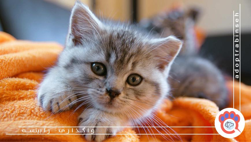 بهترین زمان برای عقیم کردن گربه نر و ماده