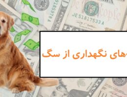 هزینه نگهداری از سگ؛ نکاتی که هنوز نمی‌دانید!