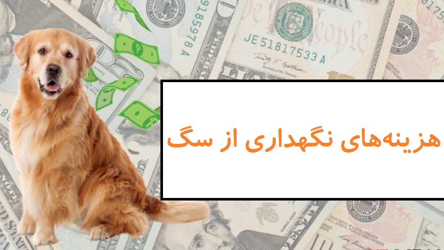هزینه نگهداری از سگ؛ نکاتی که هنوز نمی‌دانید!