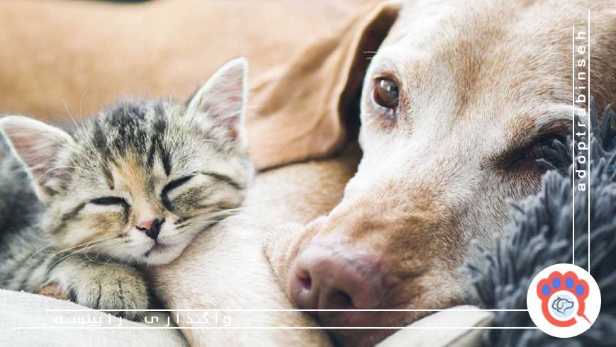 😢 ناگفته‌های عاطفی واگذاری سگ و گربه؛ خداحافظی سخت‌تر از آنچه فکر می‌کنید