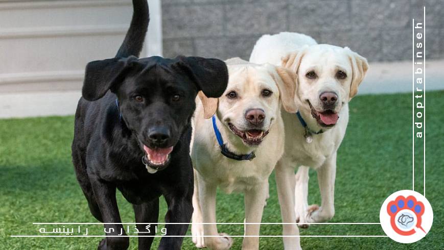 زمان و توان رسیدگی به حیوان