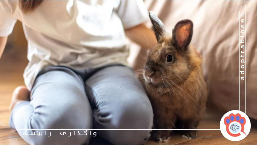 نظافت و بهداشت محیط زندگی خرگوش