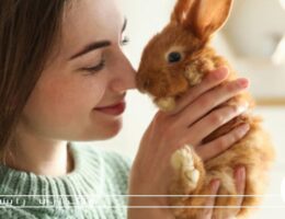 مراقبت از خرگوش