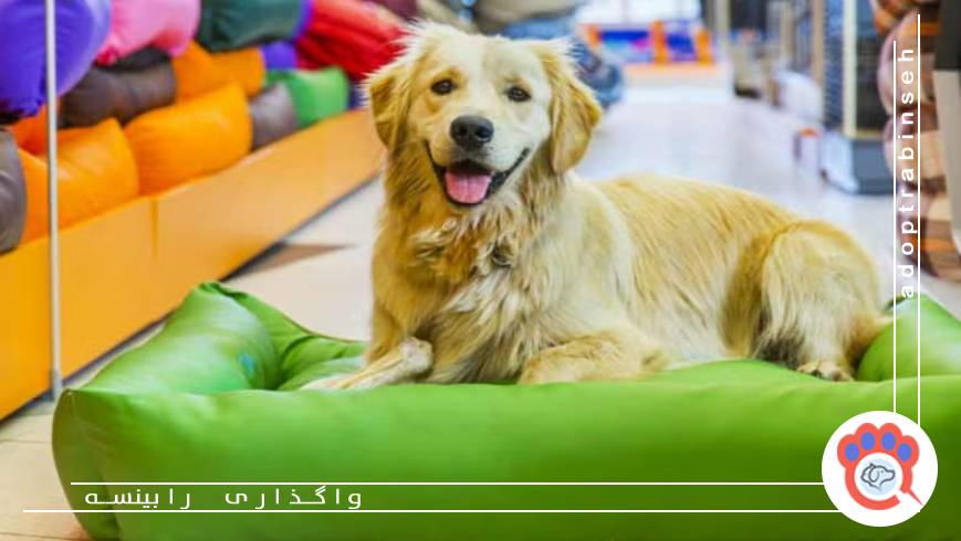 هزینه‌های آرایش و مراقبت ظاهری سگ‌ها