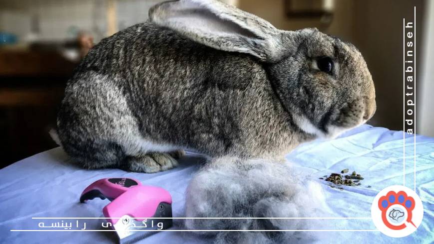 اگر ریزش مو بیش از حد باشد چه کار کنیم؟