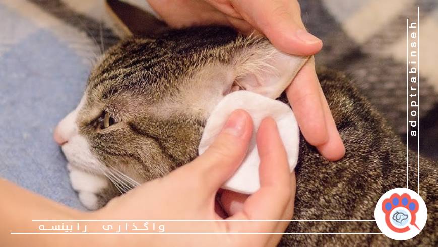 مراحل درست تمیز کردن گوش بدون آسیب