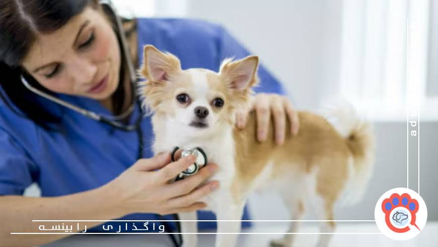 لوازم ضروری سگ‌ها؛ از قلاده تا تخت و اسباب‌بازی