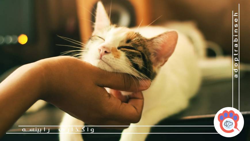 🐶 اولین گام در واگذاری؛ شناخت کامل نیازهای حیوان خانگی