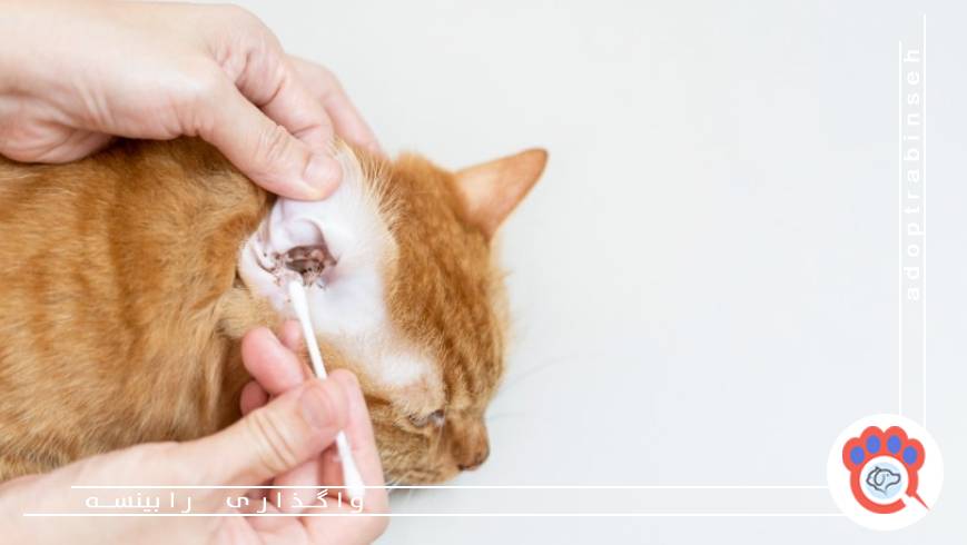 نحوه تمیز کردن گوش گربه و گرفتن ناخن ها