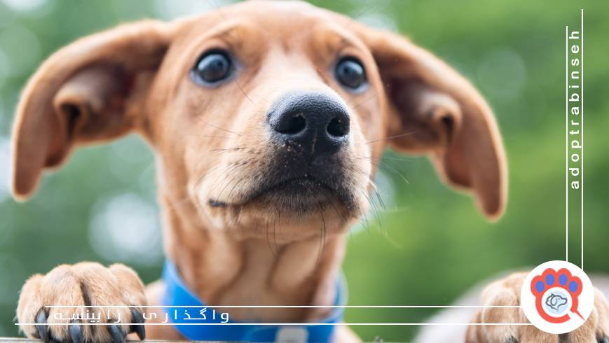 ملاقات و ایجاد ارتباط اولیه با سگ