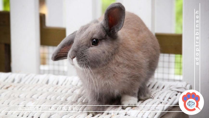 مراقبت‌های بهداشتی و دامپزشکی خرگوش