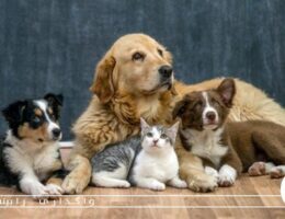 به سرپرستی گرفتن حیوان در مقابل خرید آن؛ کدام روش بهتر است؟