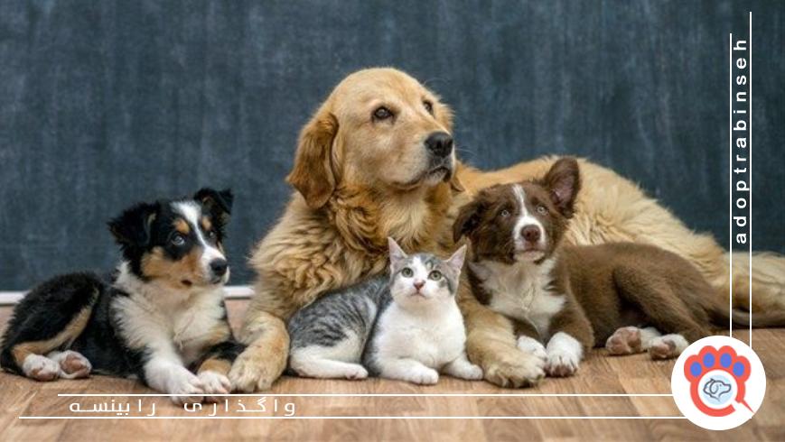 به سرپرستی گرفتن حیوان در مقابل خرید آن؛ کدام روش بهتر است؟