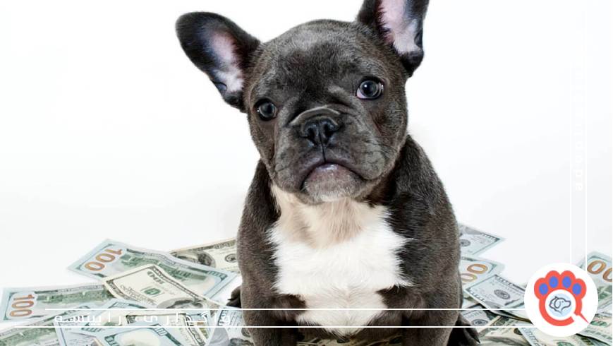 بیمه حیوانات خانگی؛ هزینه اضافه یا تصمیم هوشمندانه؟