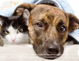 ناگفته‌های قبل از واگذاری سگ و گربه