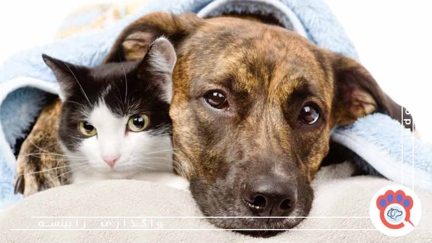 ناگفته‌های قبل از واگذاری سگ و گربه