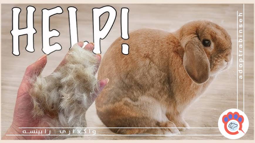 چرا خرگوشم موهای تنشو میکنه؟
