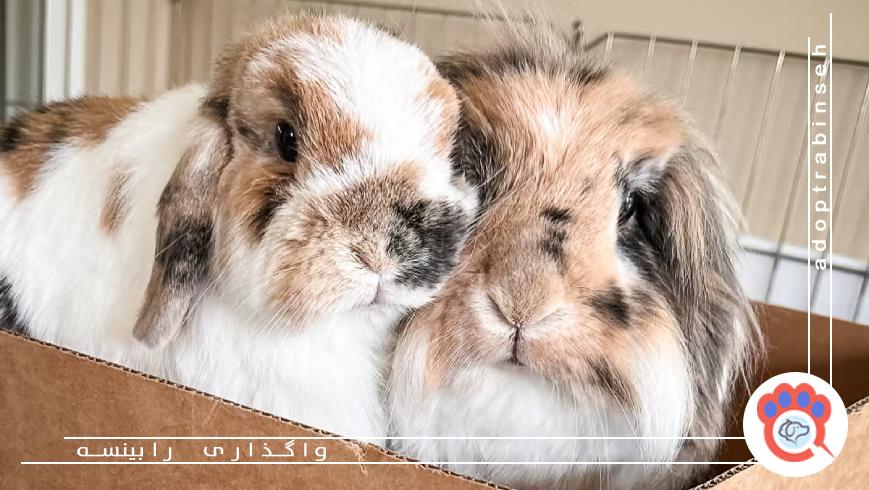 تعامل و تربیت رفتاری خرگوش‌ها
