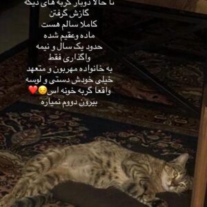 واگذاری گربه خونگی