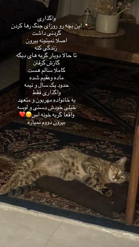 واگذاری گربه خونگی