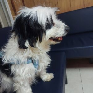 واگذاری رایگان سگ آپارتمانی