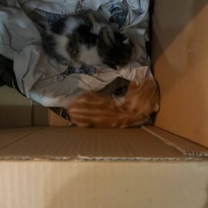 تعداد ۲ بچه گربه‌ای که دو هفتس به دنیا اومدن واگذار میگردد.