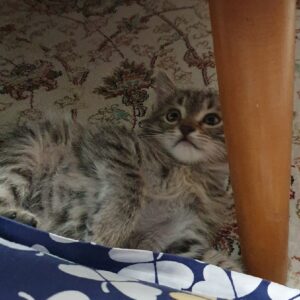 آقا ببری شیطون