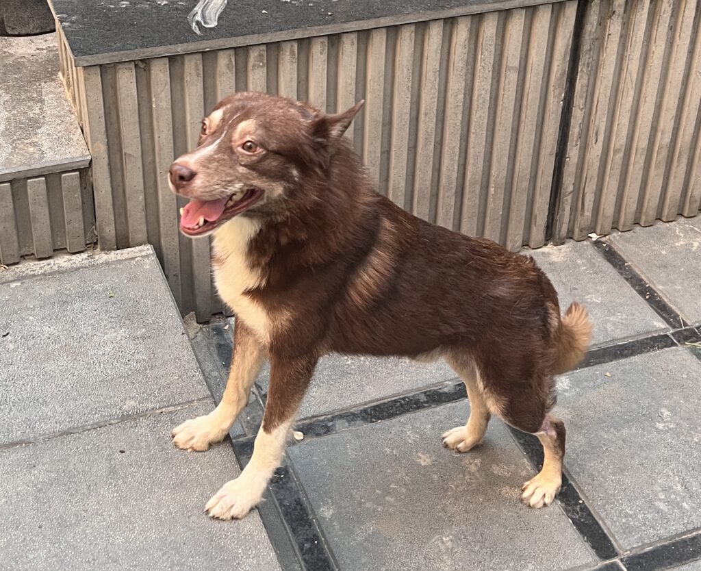 واگذاری رایگان