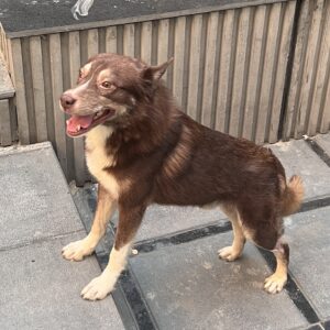 واگذاری رایگان