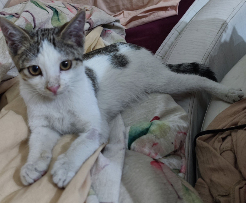 واگذاری گربه 3ماهه