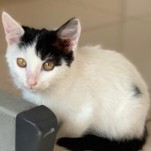 میرا پسر یکماهه انگل تراپی آروم و مهربون