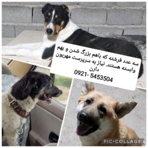 سرپرست حیوان دوست واقعی برای سه عدد فرشته نگهبان