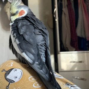 پرنده عروس هلندی گمشده گم شده در اندیمیشک