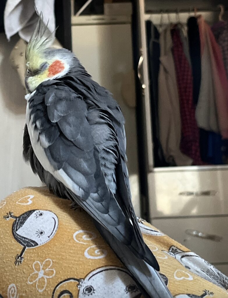 پرنده عروس هلندی گمشده گم شده در اندیمیشک