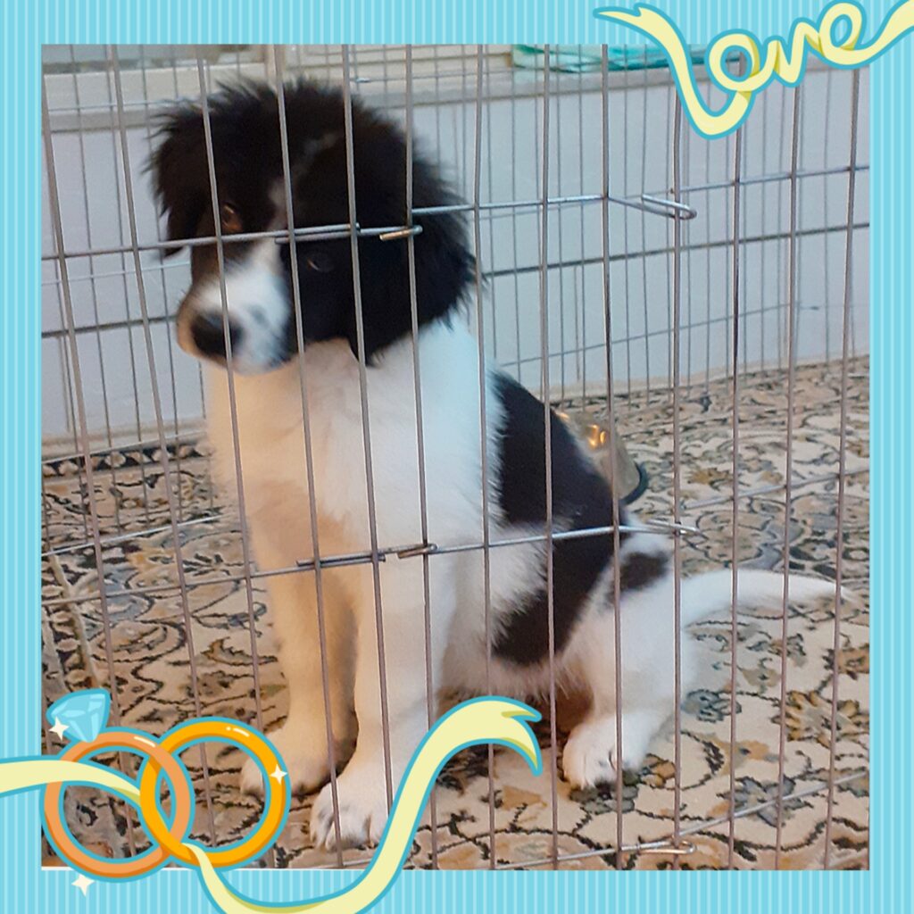 واگذاری سگ میکس تریر و بومی