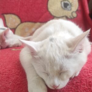 واگذاری 4 توله گربه