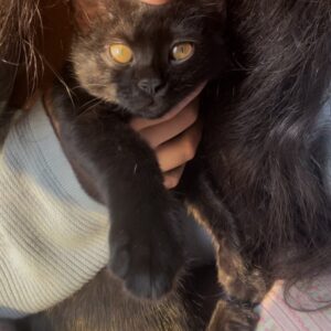 3 گربه مشکی ۳ ماهه