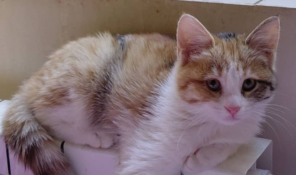 گربه ماده 3 ماهه بسیار بغلی و با تربیت