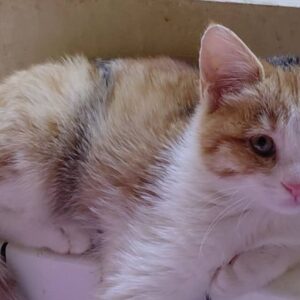 گربه ماده 3 ماهه بسیار بغلی و با تربیت