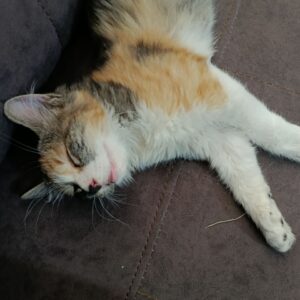 واگذاری بچه گربه ۲ ماهه