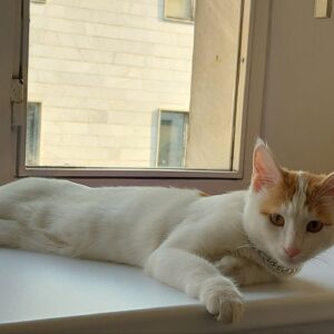 گربه‌ی گمشده