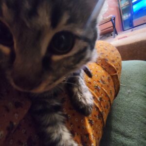 بچه گربه که یک پا ندارد