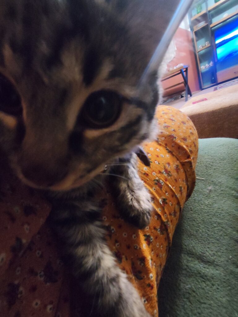 بچه گربه که یک پا ندارد